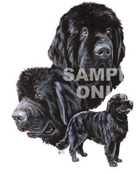 newfoundland