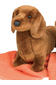 DACHSHUND Red Short  Hair 16"