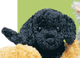 LABRADOR, stuffed black lab 6"