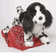 Feathers Black and White Springer <BR>stuffed animal