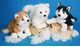 Rubin, Sammy, Rainer stuffed Siberian Husky dogs
