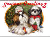 Shih TZu 