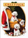 Bichon 