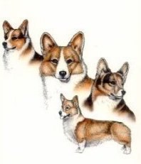 corgie poos for sale in the nashville tennesssee area